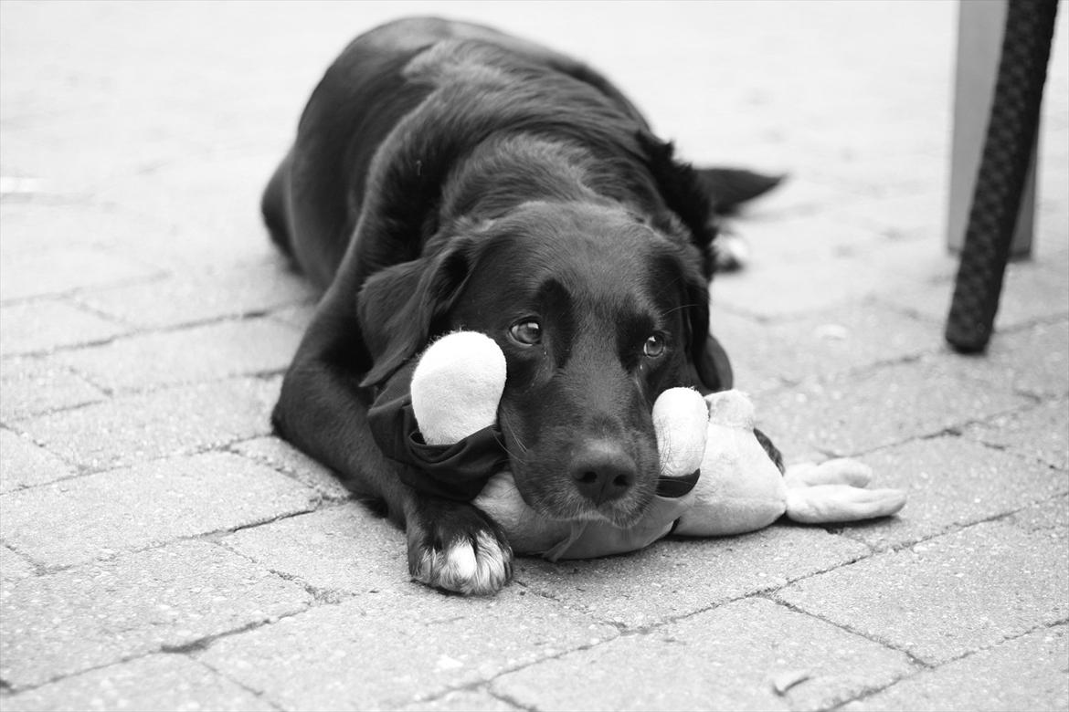 Blanding af racer Balloo billede 2