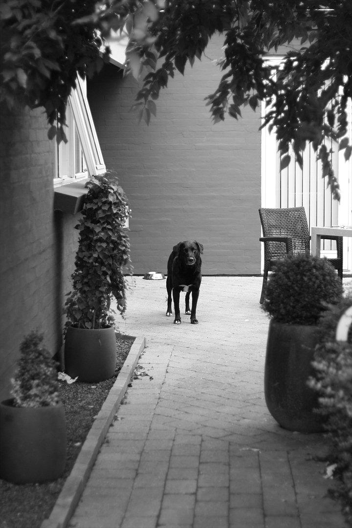 Blanding af racer Balloo billede 4