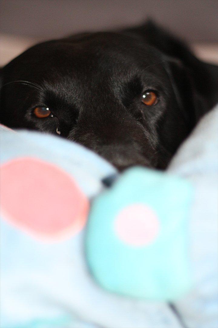 Blanding af racer Balloo billede 5