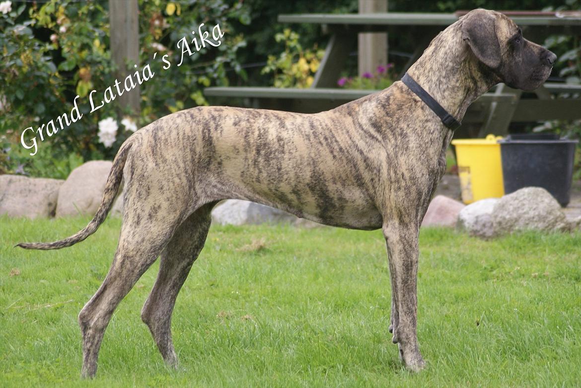 Grand danois Grand Lataia´s Aika billede 1