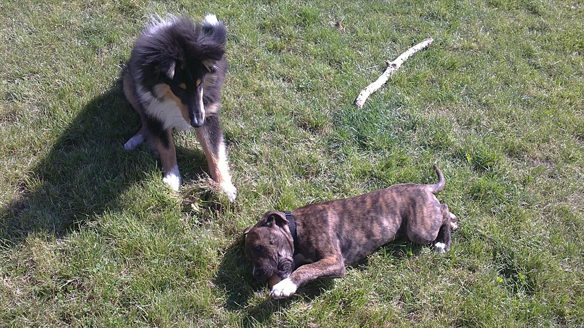 Collie langhåret Samson billede 10