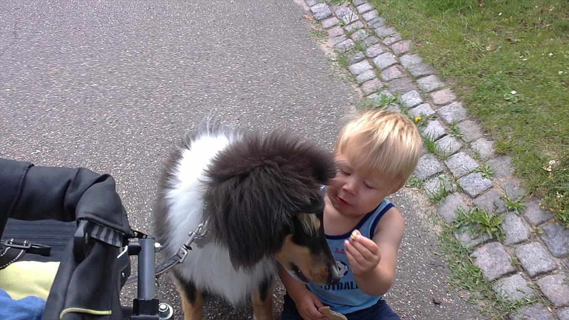 Collie langhåret Samson billede 11