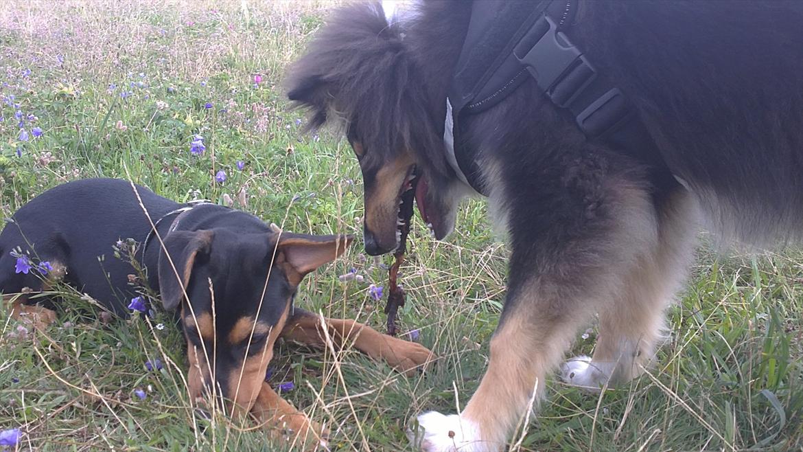Collie langhåret Samson billede 12