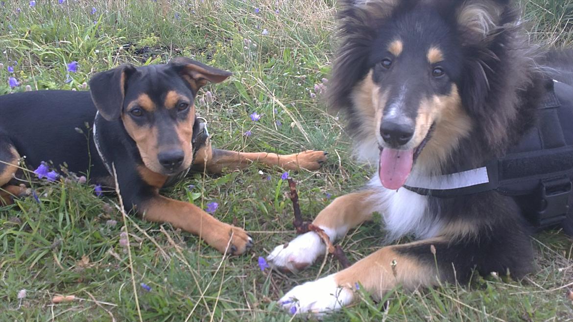 Collie langhåret Samson billede 13