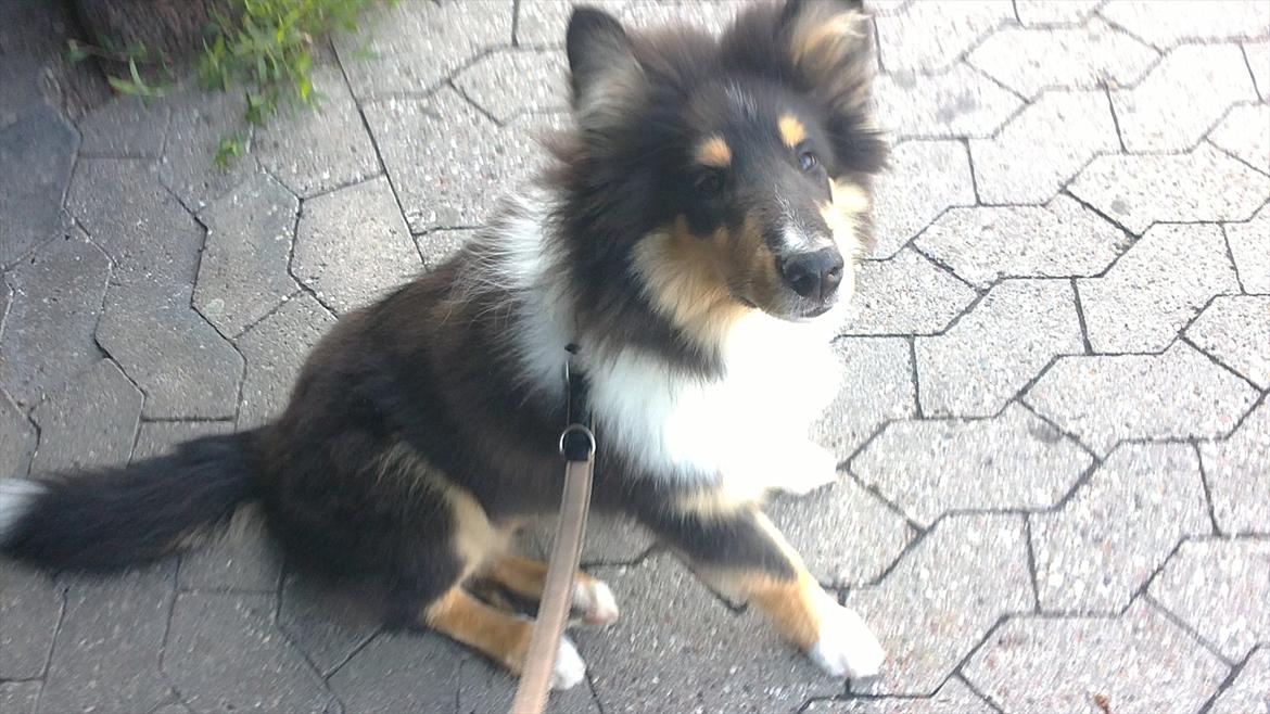 Collie langhåret Samson billede 14