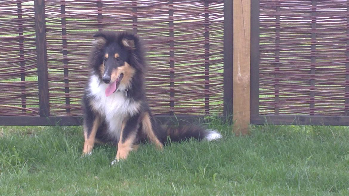 Collie langhåret Samson billede 15