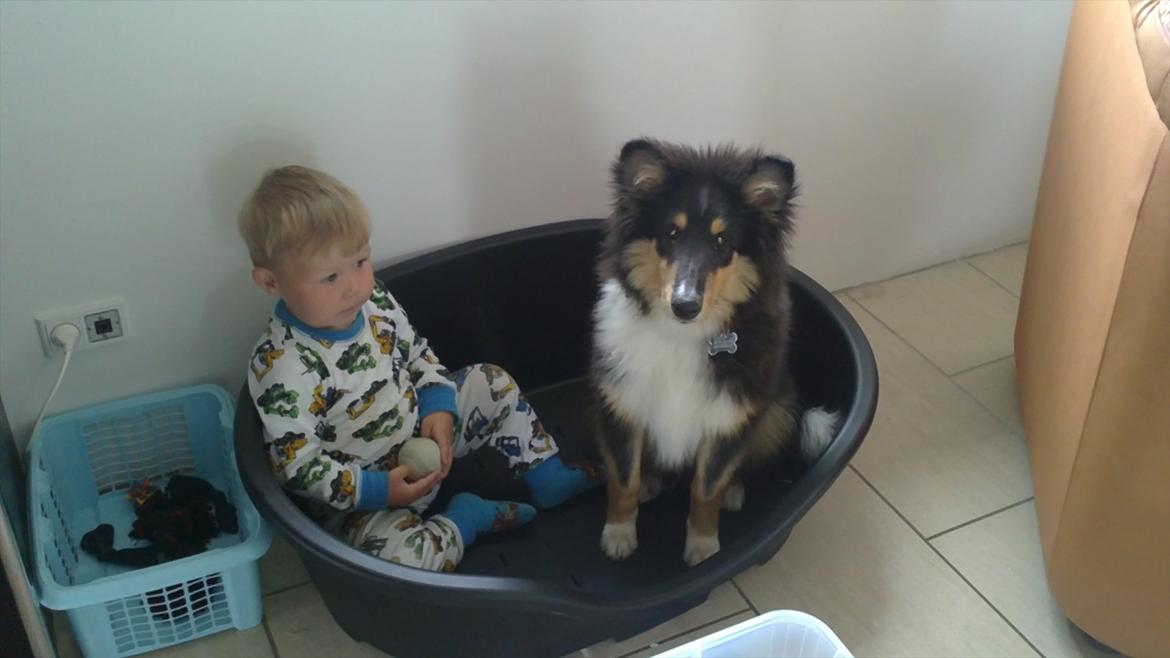 Collie langhåret Samson billede 16