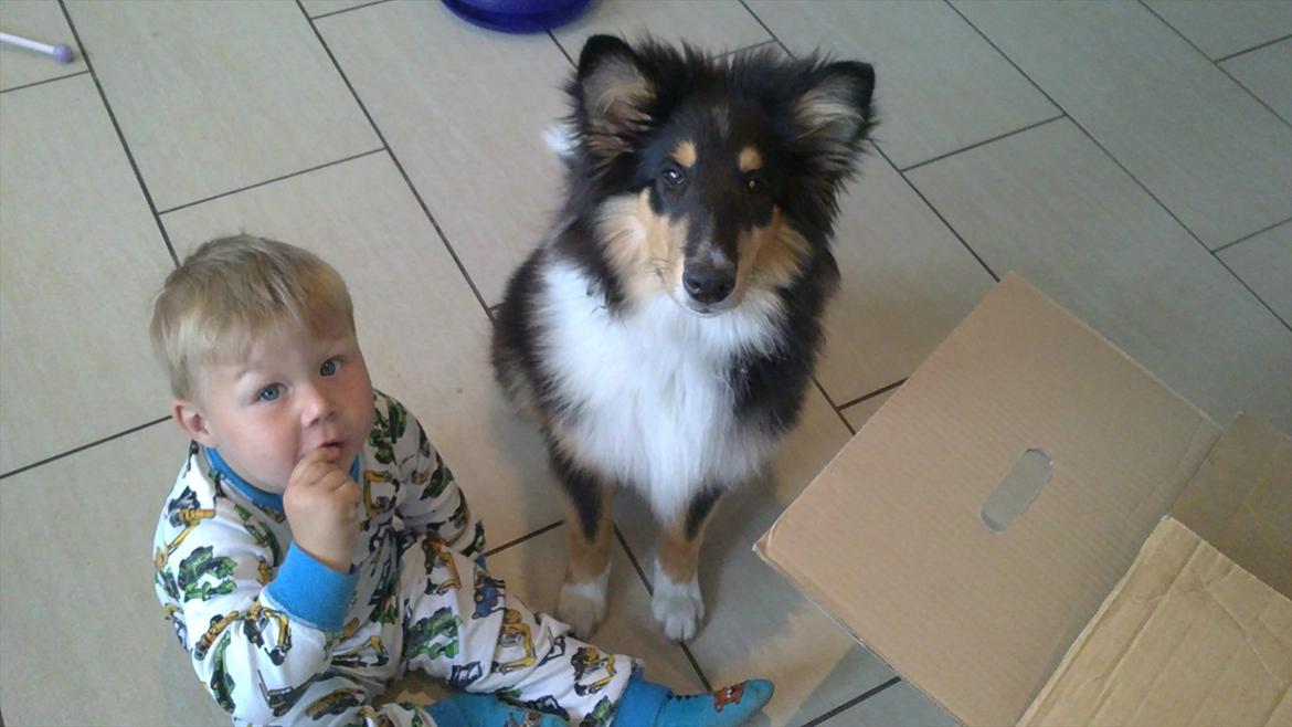 Collie langhåret Samson billede 17