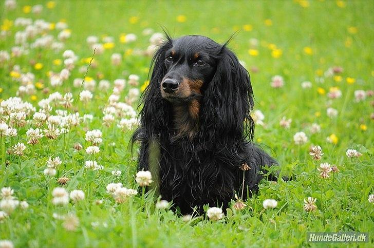 Miniature gravhund Molly - //Foto: Josephine Elisø Mors. billede 5