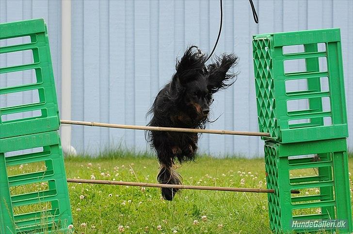 Miniature gravhund Molly - Spriiiiiingee!!     //Foto: Josephine Elisø Mors. billede 11