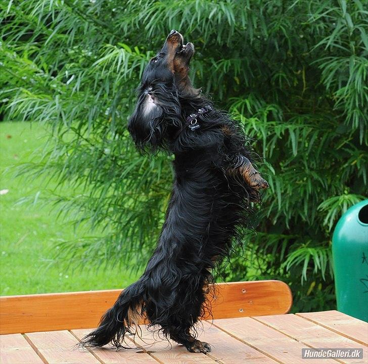 Miniature gravhund Molly - Et sidste vuf, herfra. ;o)     //Foto: Josephine Elisø Mors. billede 20