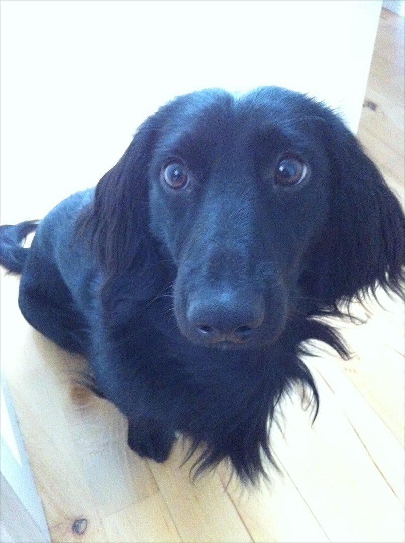 Dværggravhund Sofus billede 1