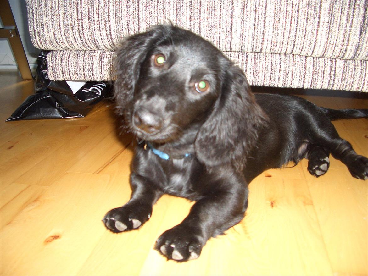 Dværggravhund Sofus billede 2