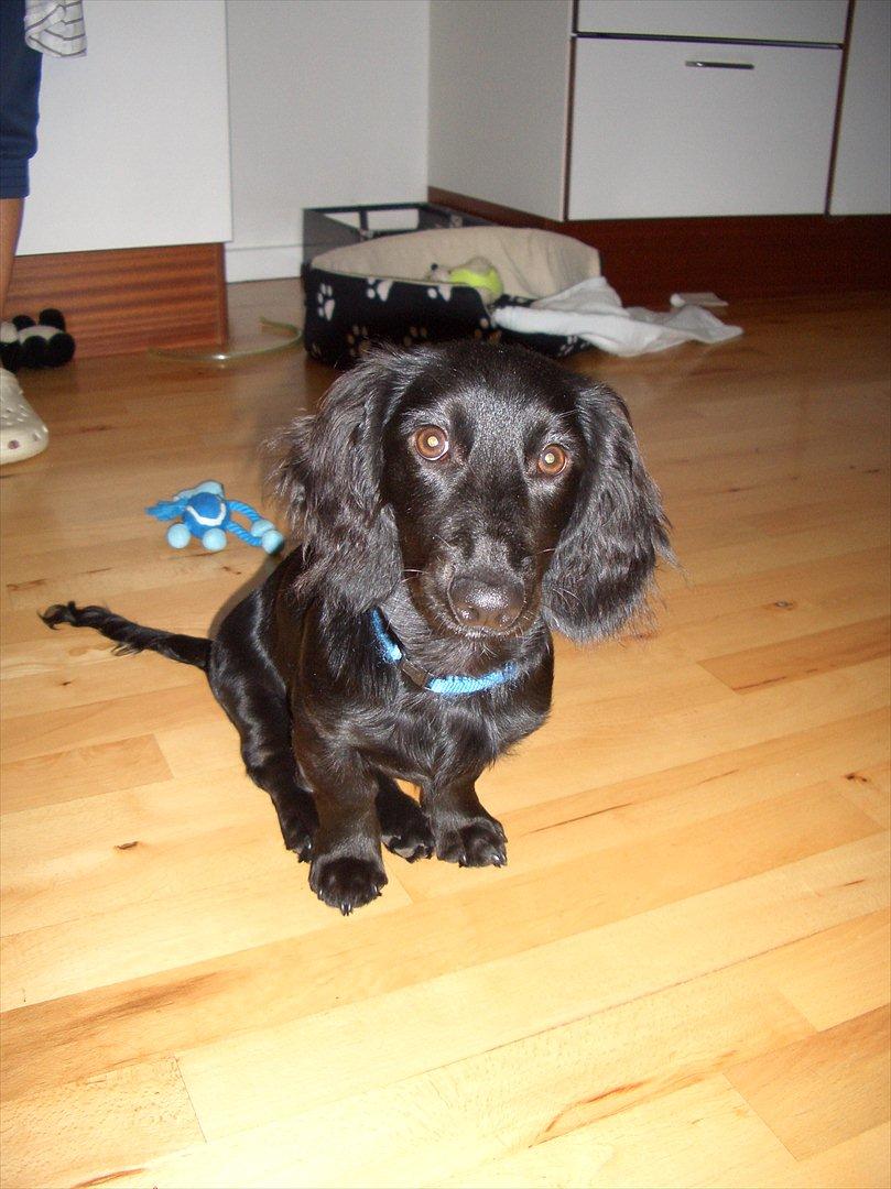 Dværggravhund Sofus billede 3