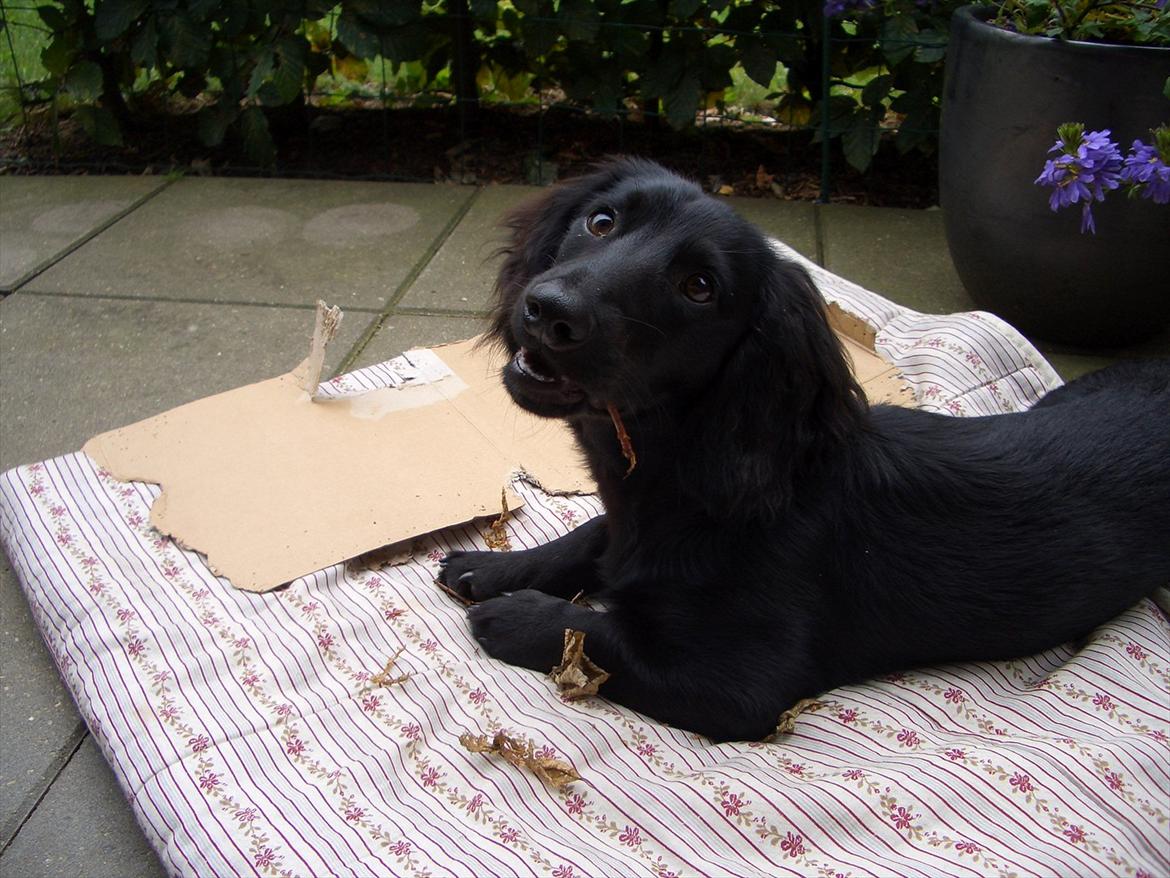 Dværggravhund Sofus billede 4