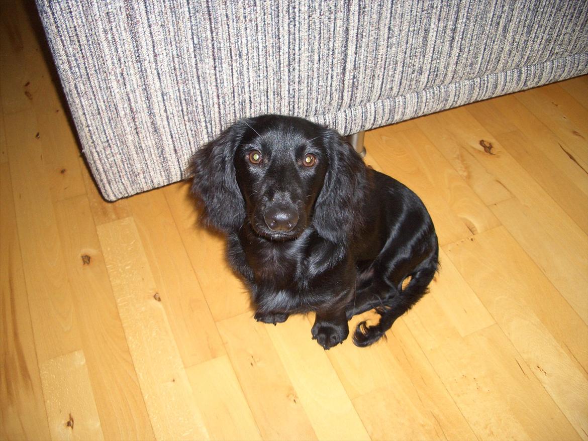 Dværggravhund Sofus billede 5