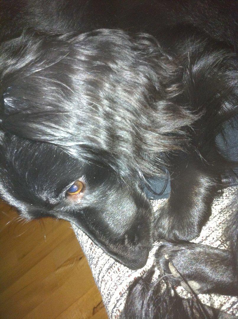 Dværggravhund Sofus billede 6