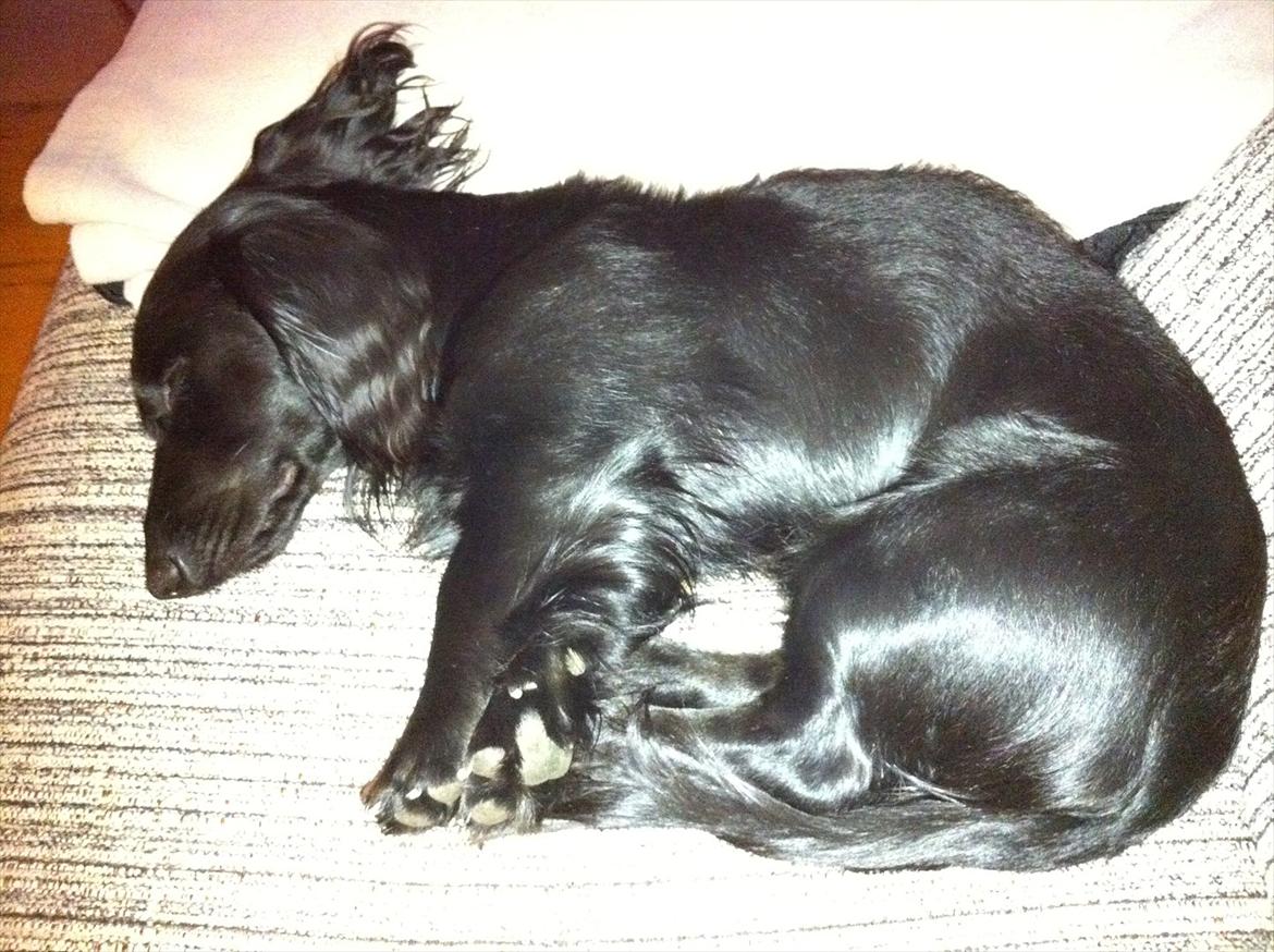 Dværggravhund Sofus billede 7