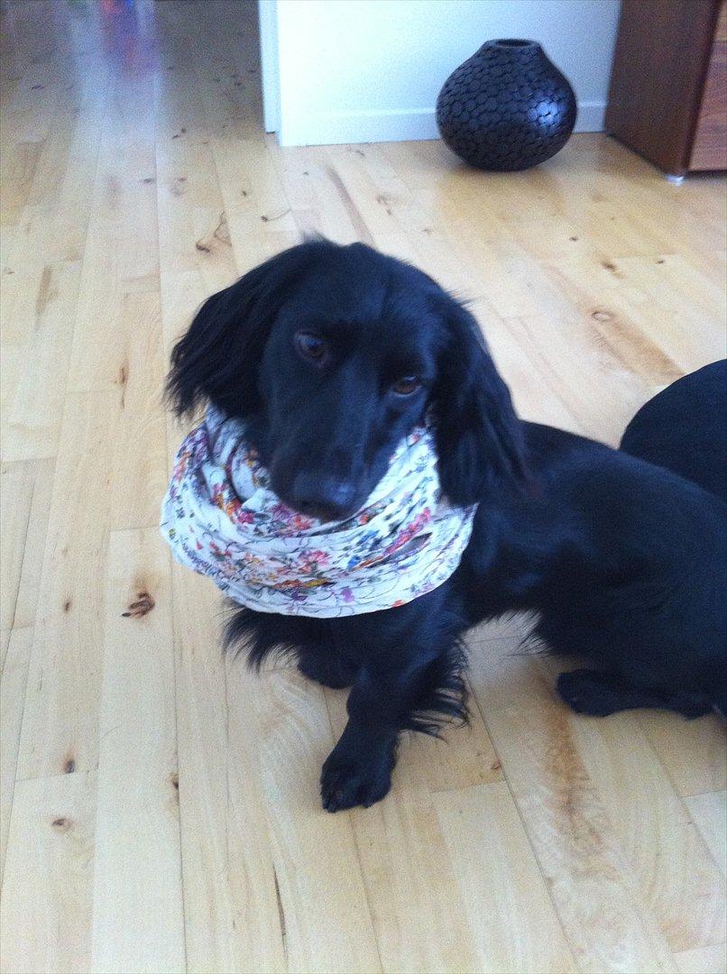 Dværggravhund Sofus billede 8