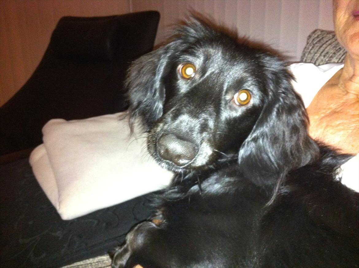 Dværggravhund Sofus billede 9