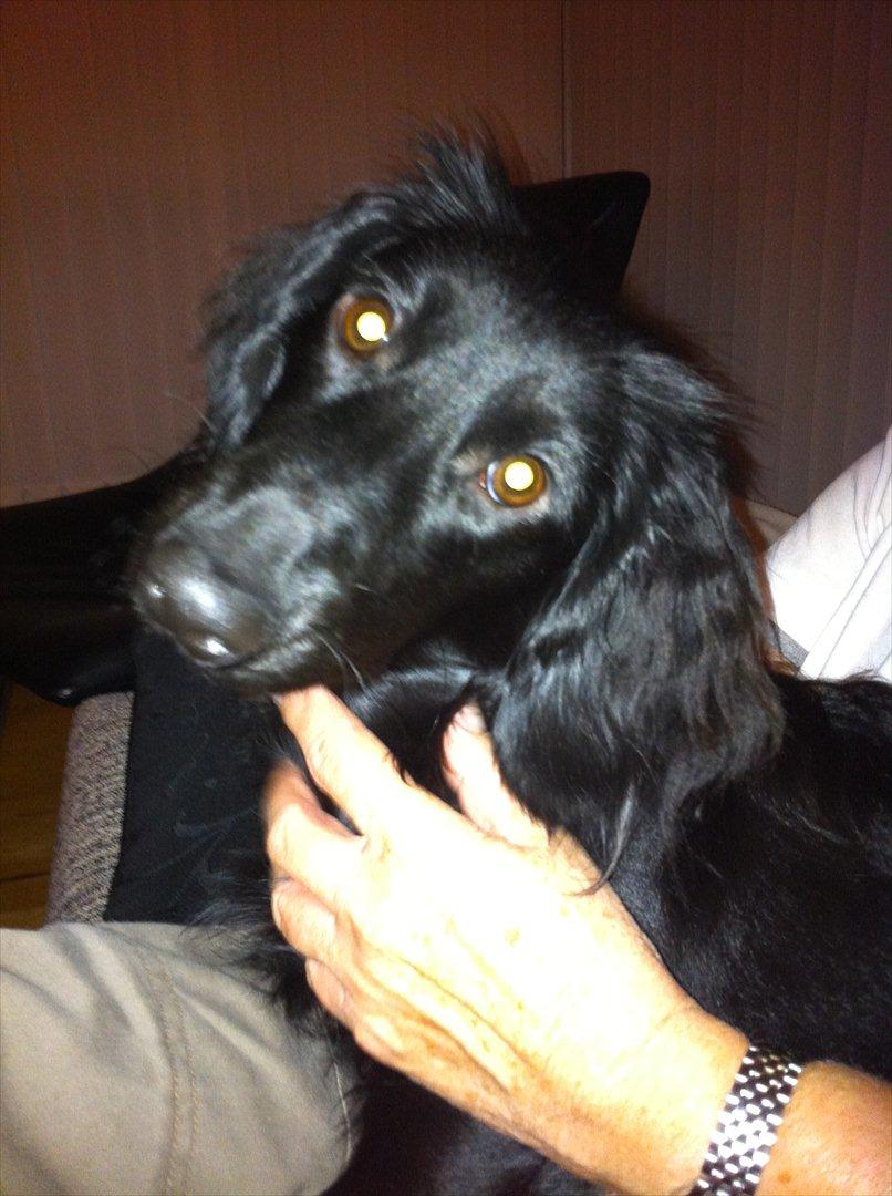 Dværggravhund Sofus billede 10