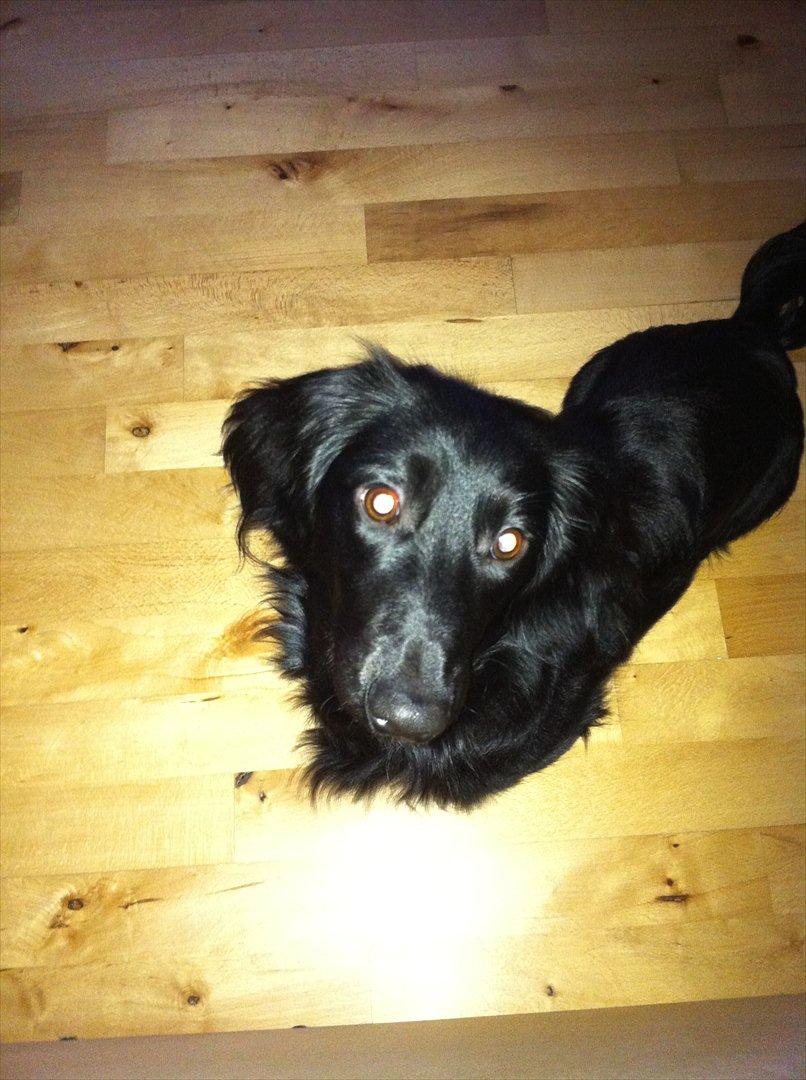 Dværggravhund Sofus billede 11