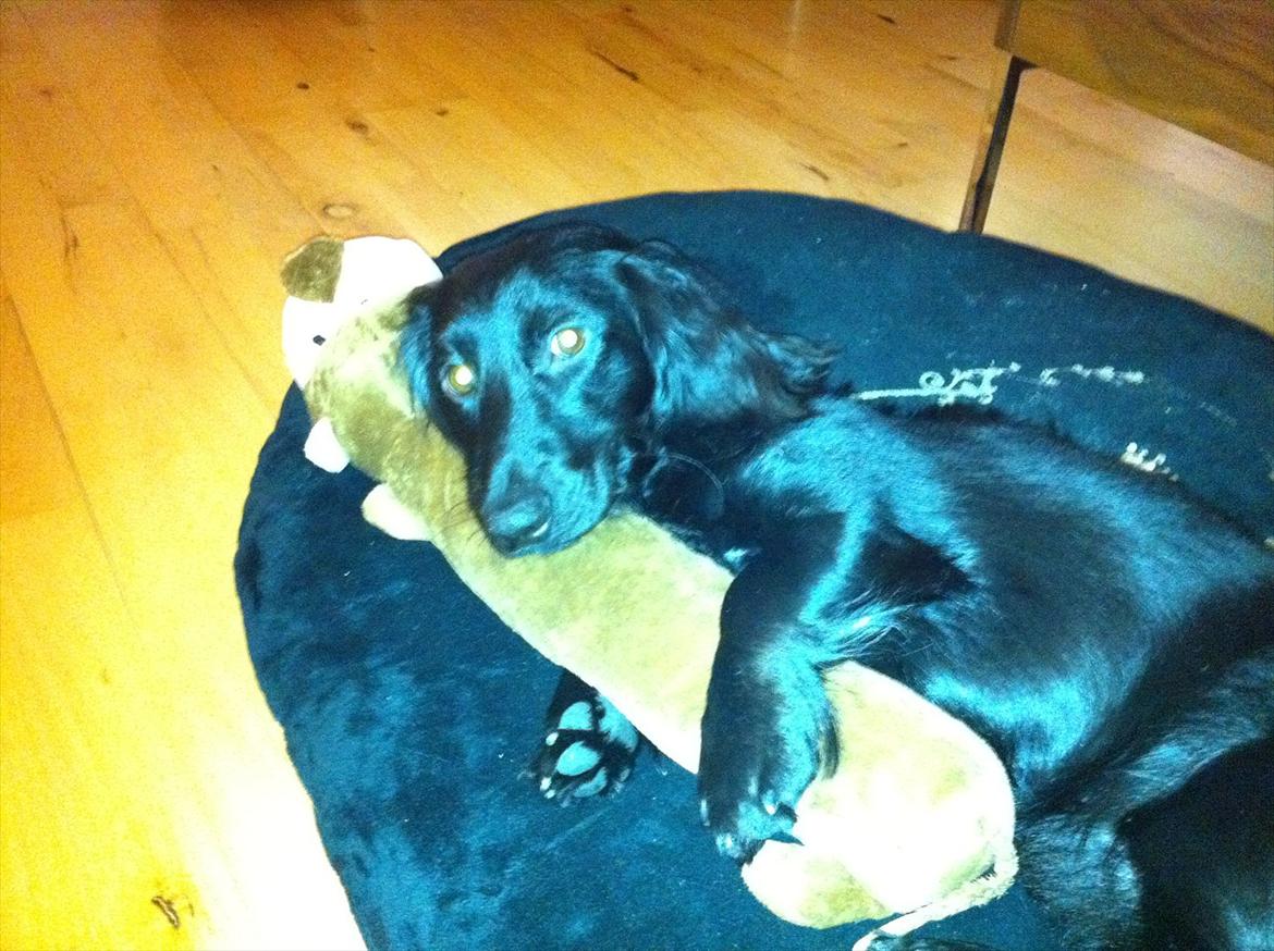 Dværggravhund Sofus billede 12