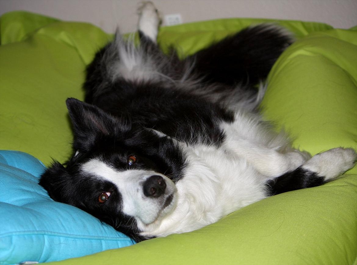 Border collie Daisy - 13 år billede 16