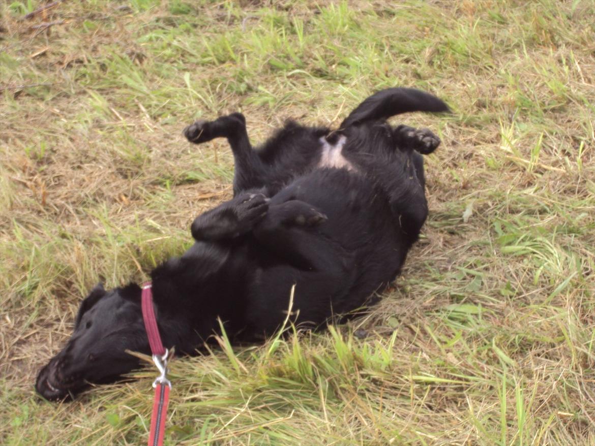 Labrador retriever bonnie (formel 1) Rip:( billede 15