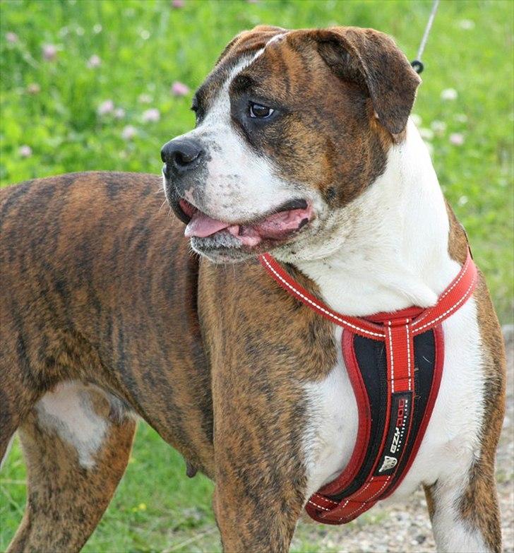 Blanding af racer Bella billede 19