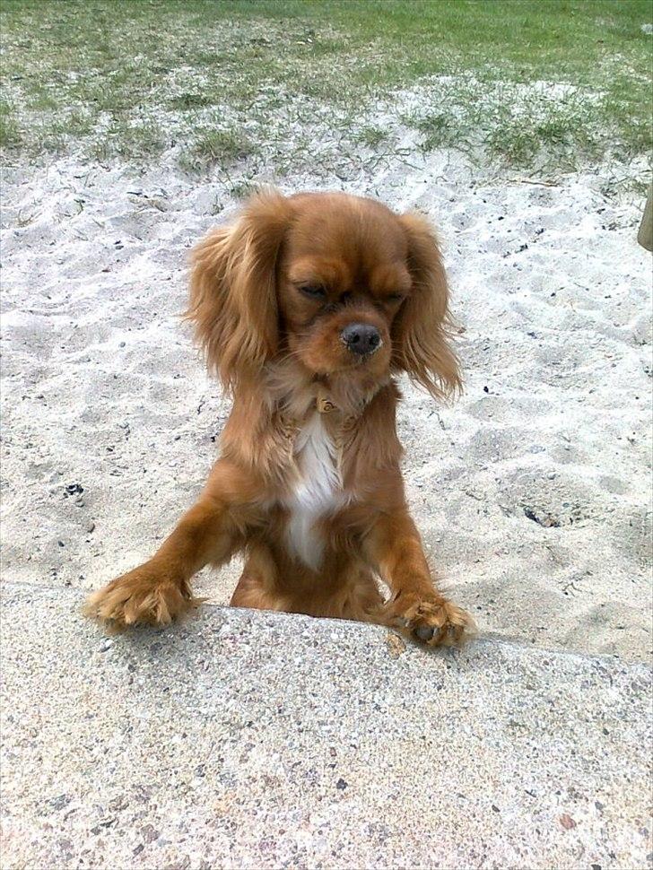 Cavalier king charles spaniel Bella billede 1