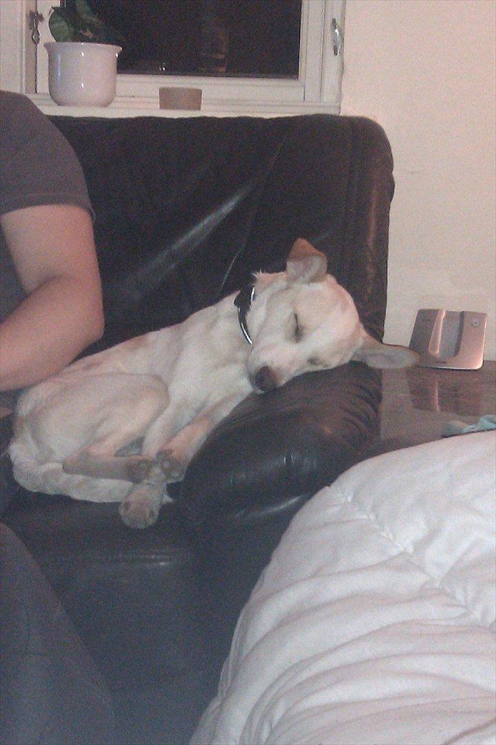 Dansk svensk gaardhund Samson billede 7