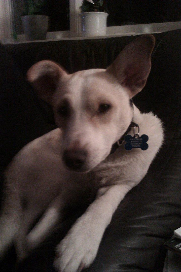 Dansk svensk gaardhund Samson billede 8