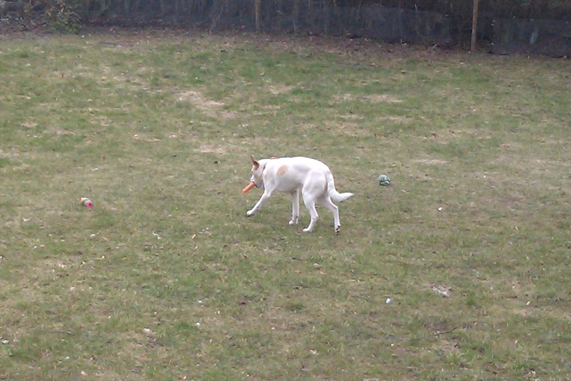 Dansk svensk gaardhund Samson billede 9