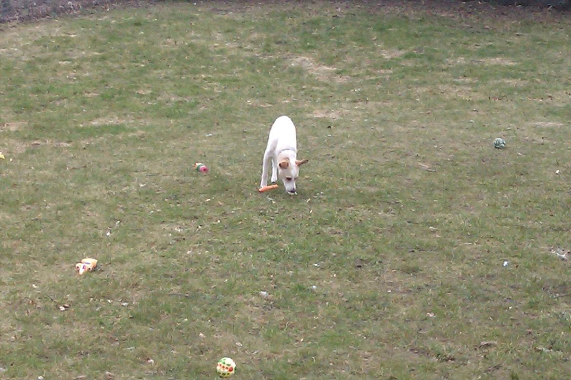 Dansk svensk gaardhund Samson billede 10