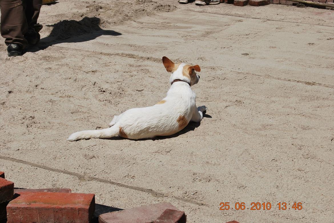 Dansk svensk gaardhund Samson - de skal ikke tro det er nemt at lægge fliser når jeg er her  billede 11