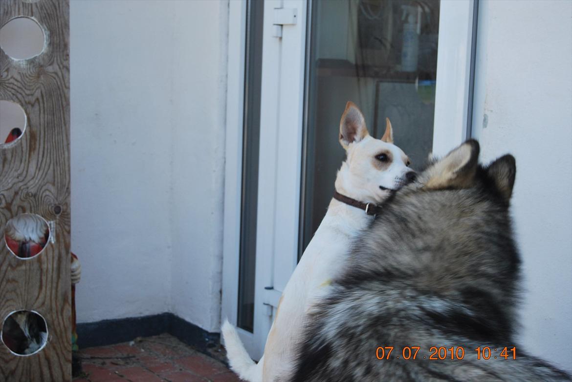 Dansk svensk gaardhund Samson - hygger mig med sofie  billede 12