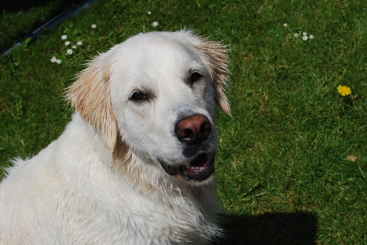 Golden retriever Bamse billede 11