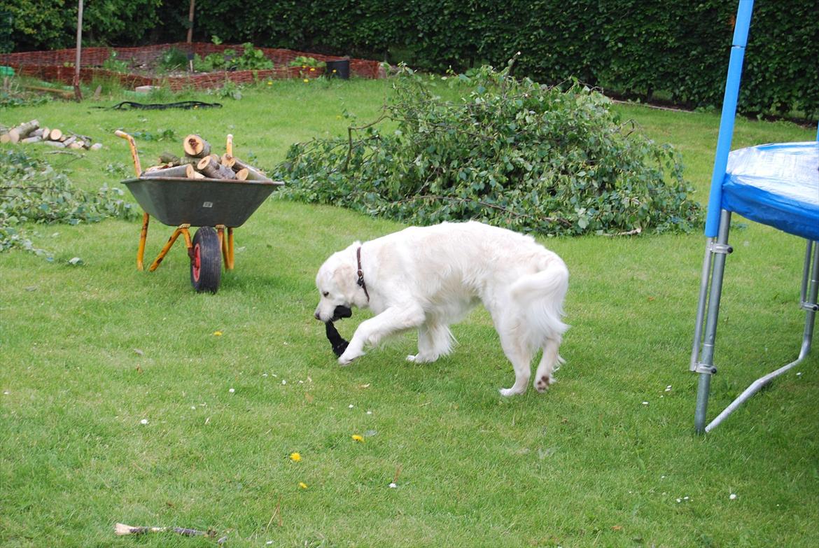 Golden retriever Bamse - hjælper med at fælde træ eller gør jeg  billede 12