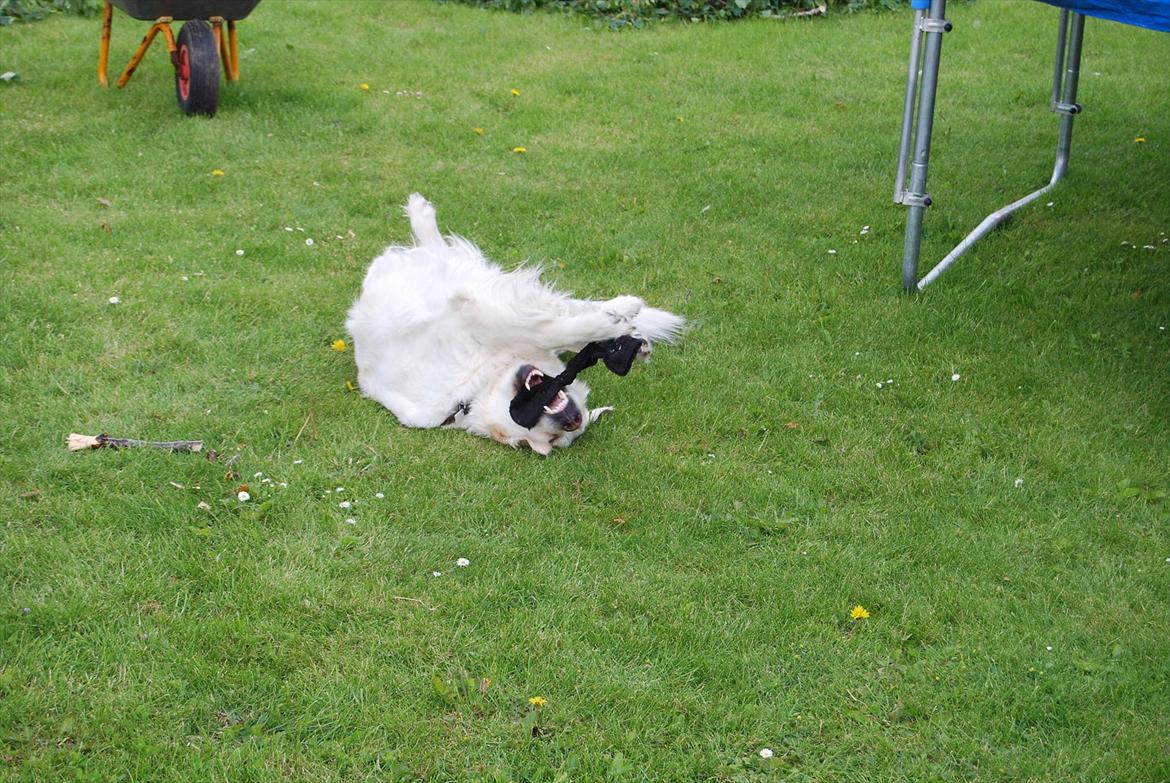 Golden retriever Bamse billede 13