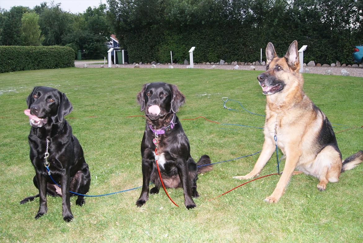 Schæferhund Zita (chefen) billede 13