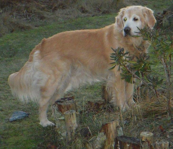 Golden retriever Oliver R.I.P billede 16