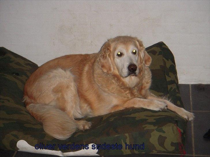 Golden retriever Oliver R.I.P billede 17