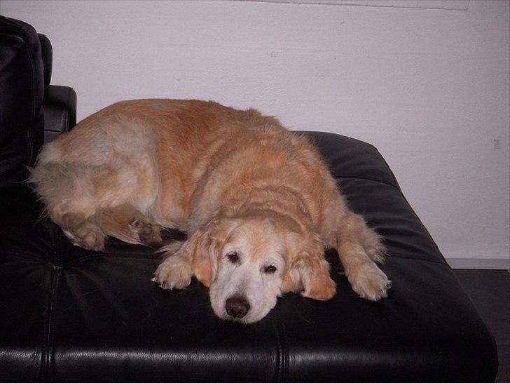 Golden retriever Oliver R.I.P billede 18