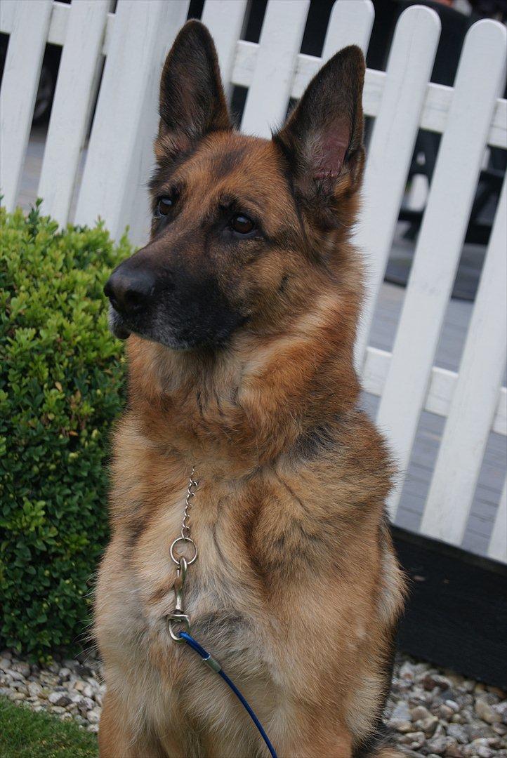 Schæferhund Zita (chefen) billede 1