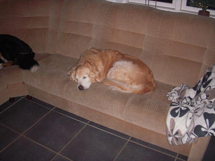 Golden retriever Oliver R.I.P billede 19