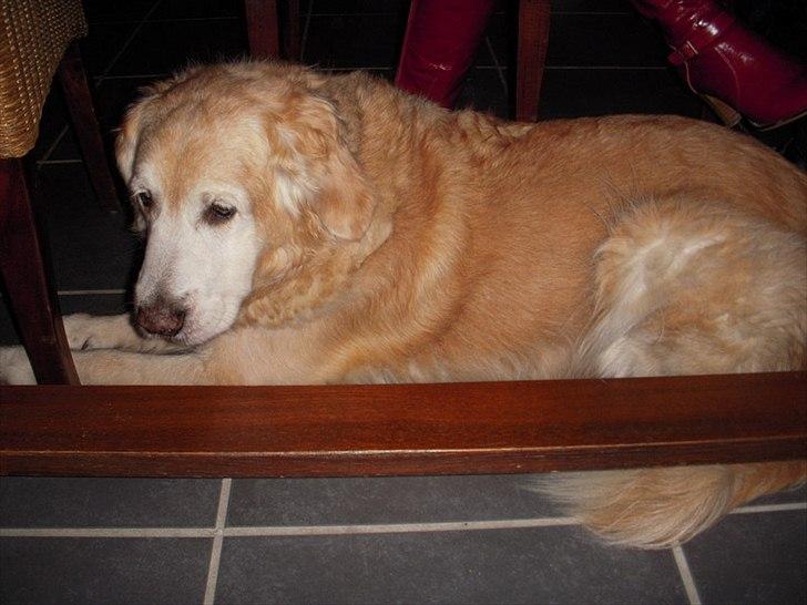 Golden retriever Oliver R.I.P billede 20