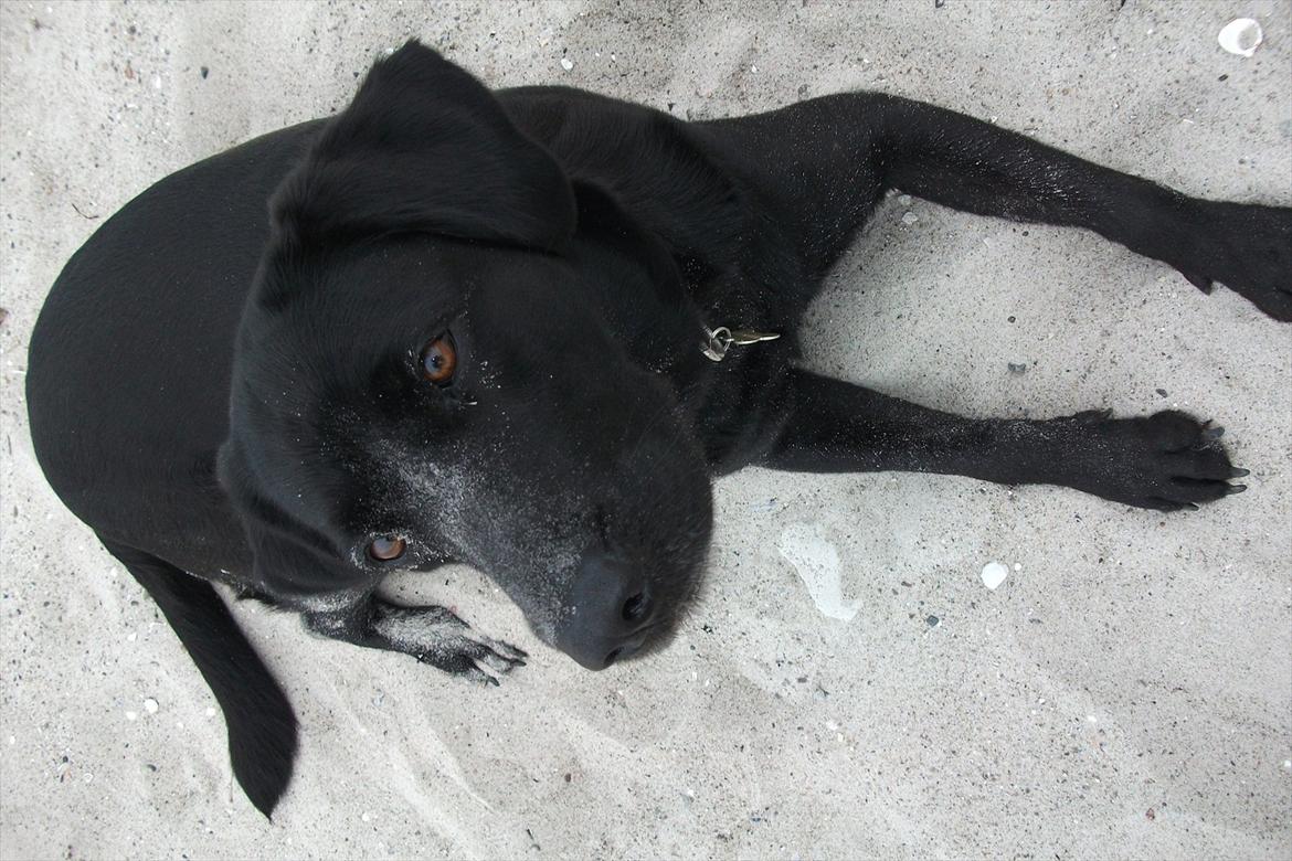 Labrador retriever ronja - velkommen til ronja's profil  billede 1