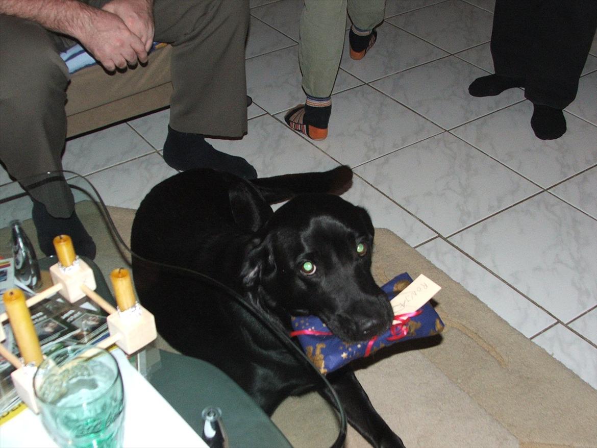 Labrador retriever ronja - det er min gave :) billede 2