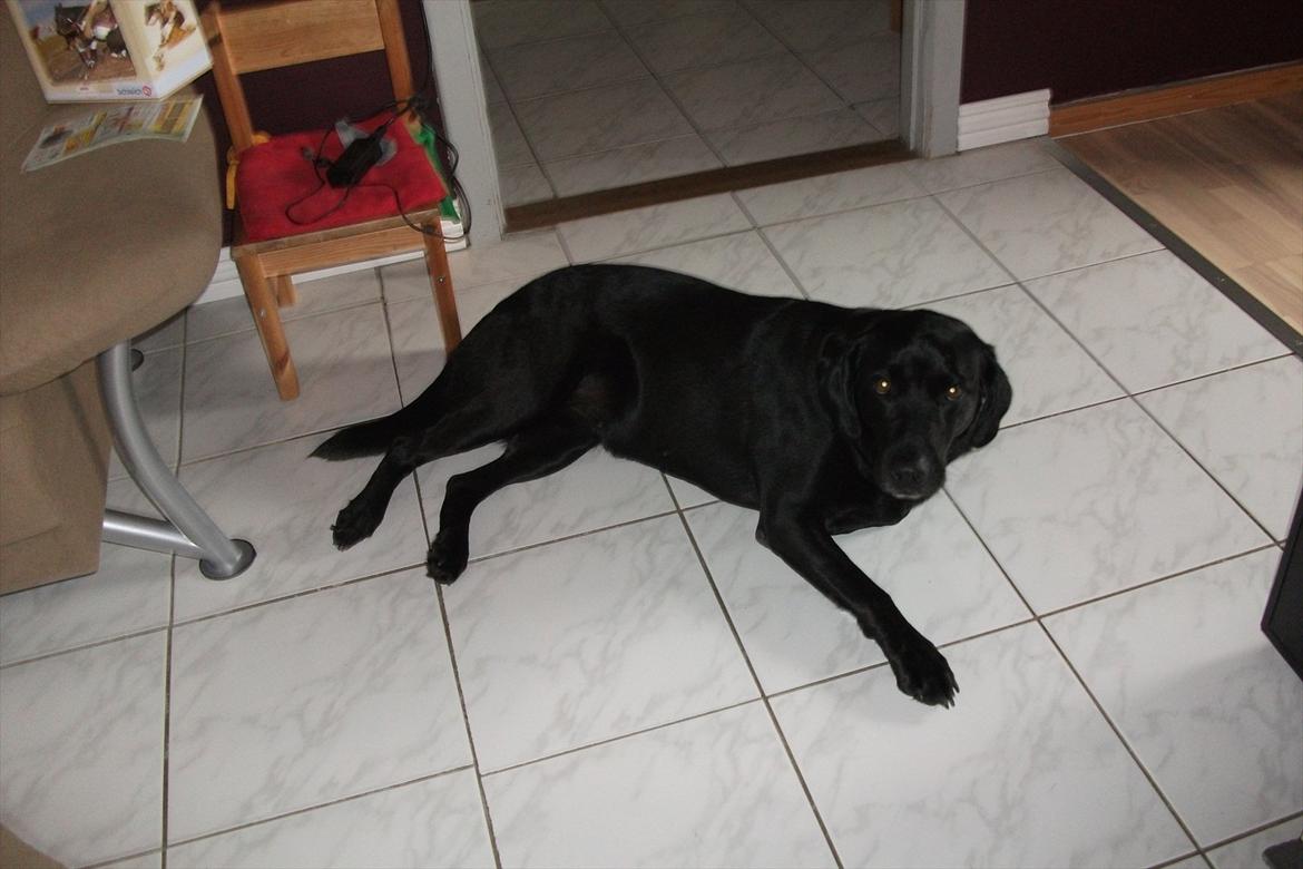 Labrador retriever ronja - ej hvor har jeg det bare hårdt at være hund billede 3